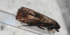 Olethreutes arcuella