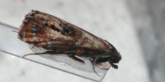 Olethreutes arcuella