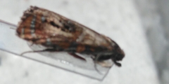 Olethreutes arcuella