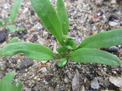 Spinacia oleracea