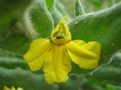 Goodenia amplexans