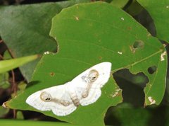 Problepsis conjunctiva