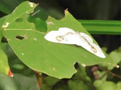 Problepsis conjunctiva