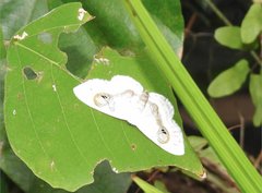 Problepsis conjunctiva