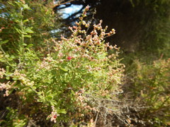 Chenopodium candolleanum