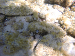 Chlorodiloma adelaidae