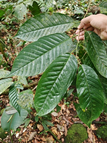 Loranthaceae observed 2026-03-01