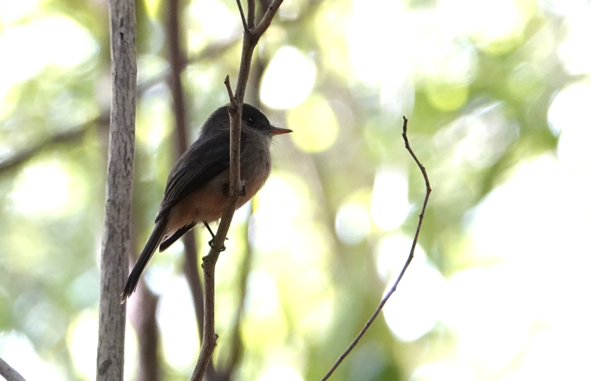 Lesser Antillean Pewee (Contopus latirostris), photo 9