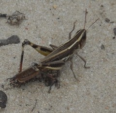 Macrotona