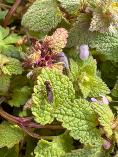 Unknown species found near N Ymca St, Greenville, SC, US