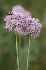 Allium lineare