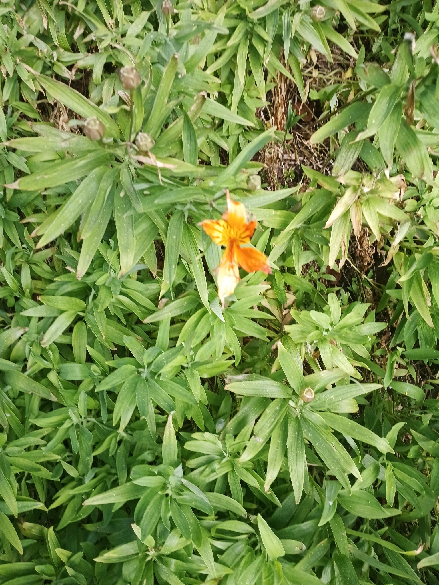 Peruvian Lily (Alstroemeria aurea)