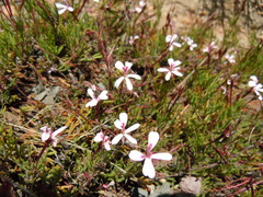 Pelargonium laevigatum laevigatum