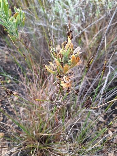 Sea Rose (Orphium frutescens)