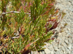 Pelargonium laevigatum laevigatum