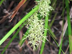 Cyperus tuberosus
