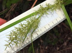 Cyperus tuberosus