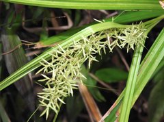 Cyperus tuberosus