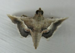 Lepidoptera