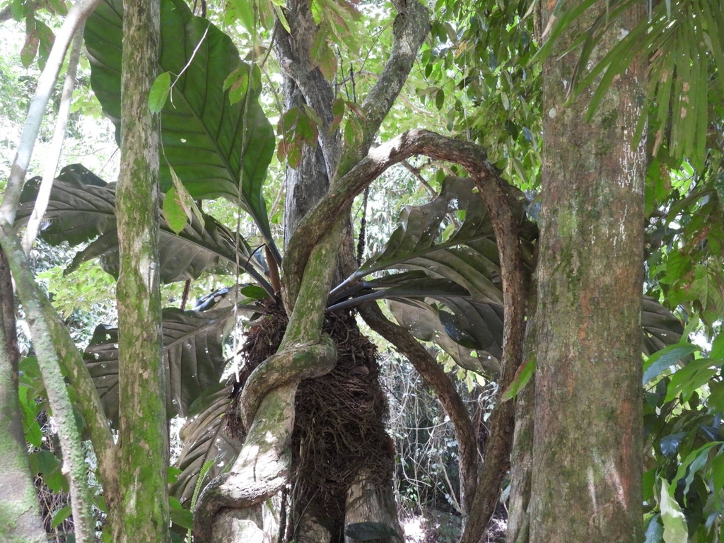 Đại đế – Anthurium plowmanii