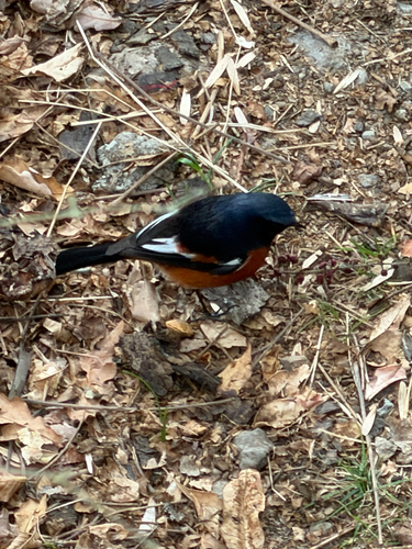 White-throated Redstart (Phoenicurus schisticeps)