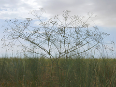 Eriosynaphe longifolia