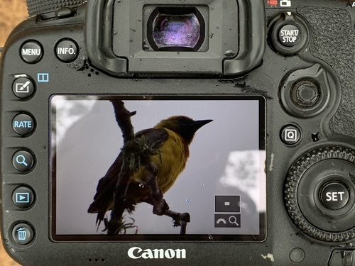 iNaturalist image