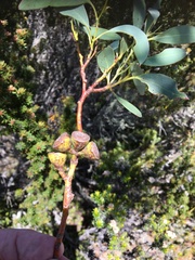 Eucalyptus coccifera