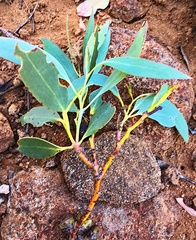Eucalyptus coccifera