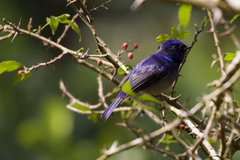 Niltava macgrigoriae