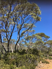 Eucalyptus coccifera