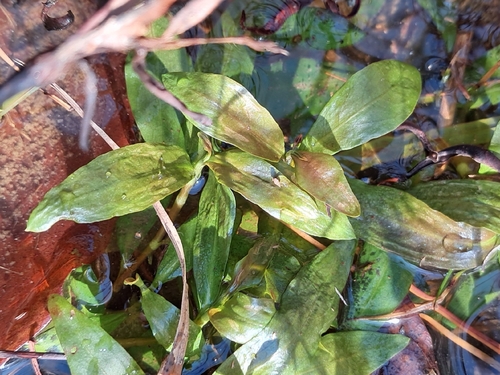 Virginia hedge-hyssop (Gratiola virginiana)