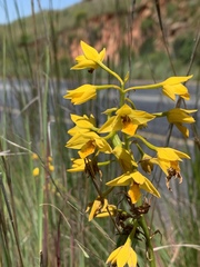 Eulophia odontoglossa