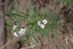 Dontostemon integrifolius