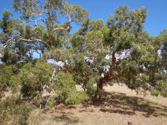 Eucalyptus leucoxylon