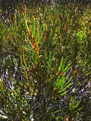 Orites acicularis