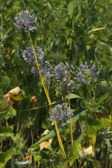 Allium caeruleum