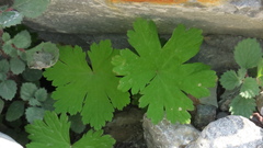 Geranium mascatense
