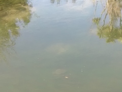 Rhombosolea retiaria