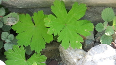 Geranium mascatense