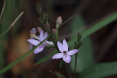 Pseuderanthemum variabile