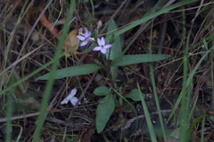 Pseuderanthemum variabile