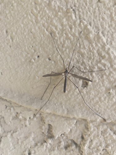 Unknown species found near California State University, Monterey Bay, Seaside, CA, US