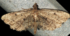 Sufetula