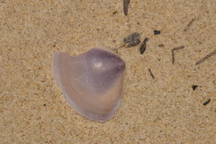 Austromactra contraria