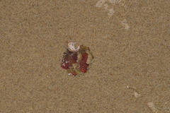 Haliotis coccoradiata