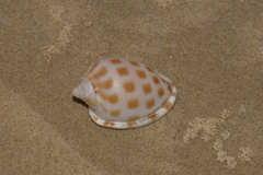 Phalium areola
