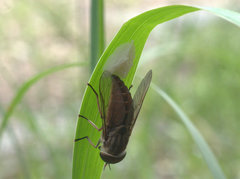 Cydistomyia fergusoni