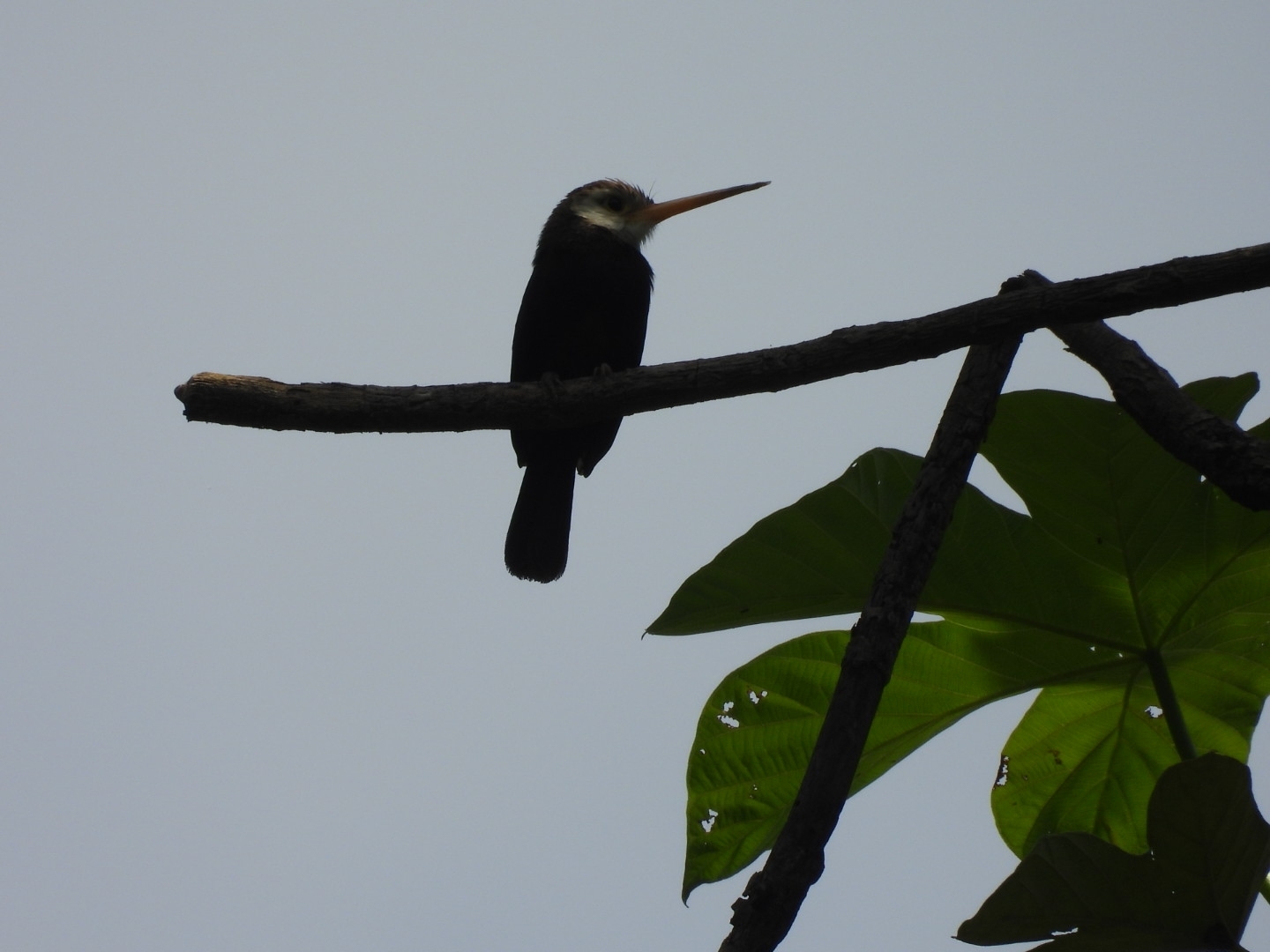 White-throated Jacamar (Brachygalba albogularis), photo 1