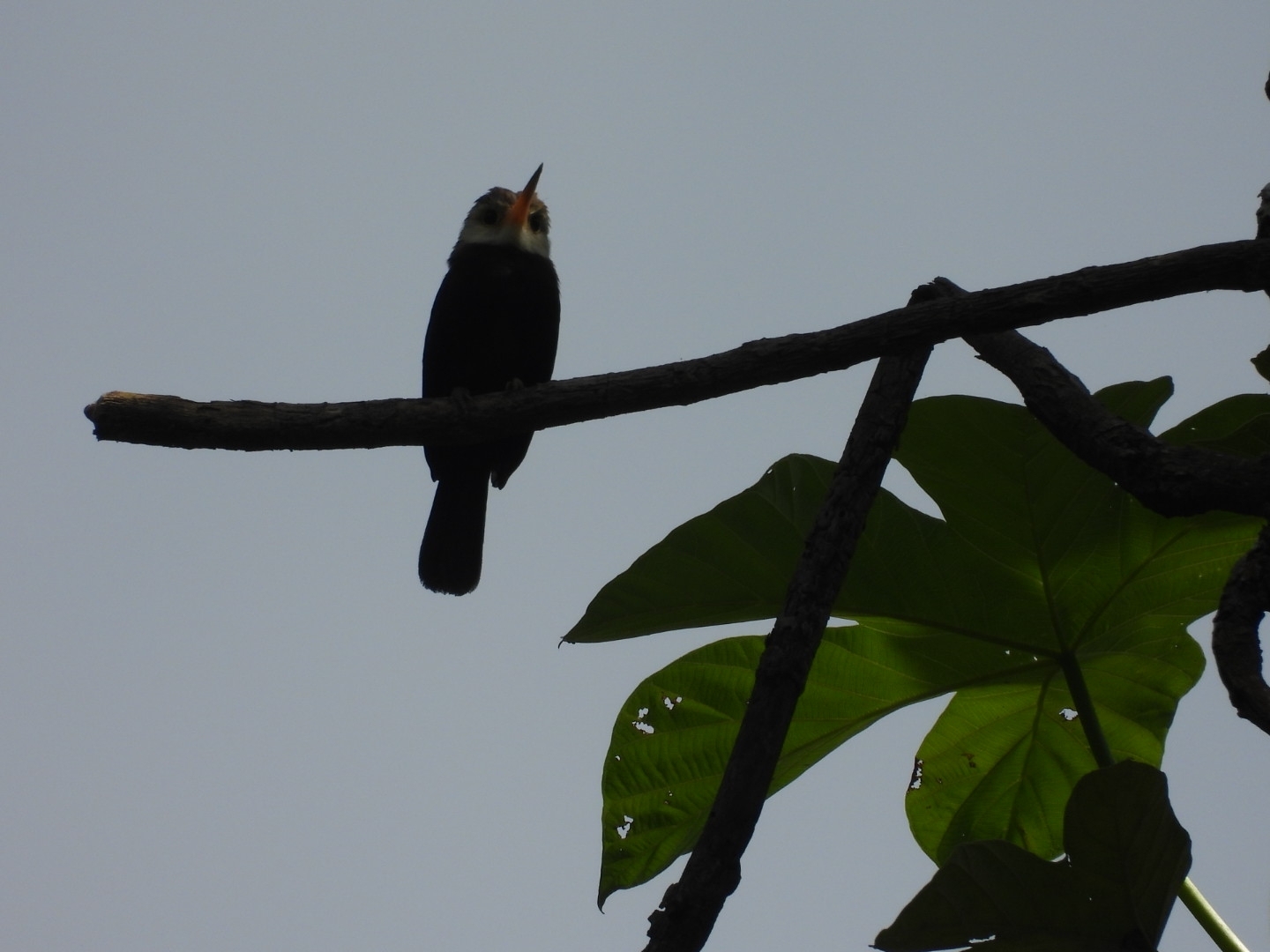 White-throated Jacamar (Brachygalba albogularis), photo 2